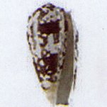 conus stiatus