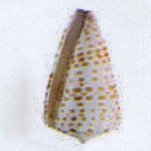 conus tessulatus 