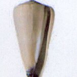 conus virgo