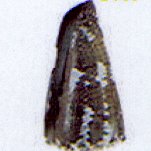 conus viridulus