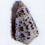 conus zeylanicus