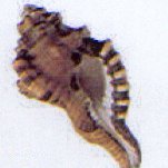 cumatium lotorium