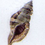 cymatium pilaere