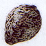 cypraea tigris