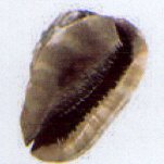 cypraecassis rufa