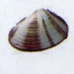 donax cuneatus