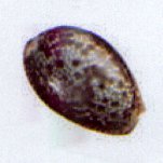 erosaria helvola