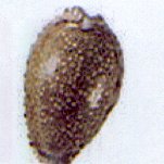 erosaria ocellata