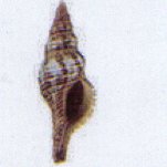 fasciolaria filamentosa