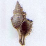 fasciolaria trapezium