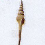 fusinus colus