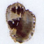 harpa ventricosa