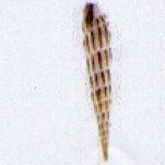 hastula lanceata