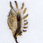 lambis millepeda