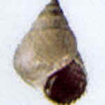 littorina mauritiana