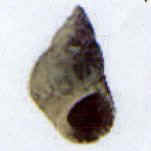 littorina scutulata