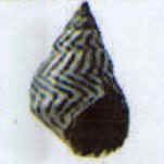 littorina ziczac