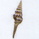 lophiotoma indica