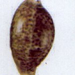 lyncina pantherina