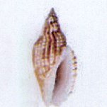 lyria delessertiana 