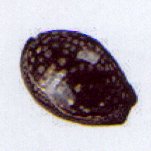 mauritia mauritiana