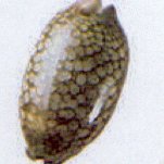 mauritia scurra