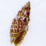 mitra stictica