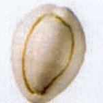 monetaria annulus