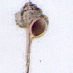 murex haustellum