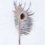 murex pecten