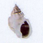 nassarius coronatus
