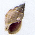 nassarius glans