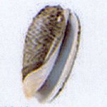 oliva elegans
