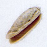 oliva miniacea