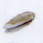 oliva tremulina