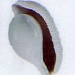 ovula ovum