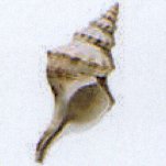 penion maxima