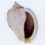 phalium glaucum