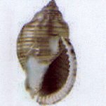 phalium granulatum