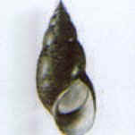 phasianella australis