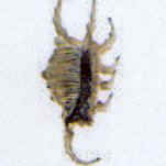 ptérocéne scorpion