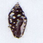 pyrene ocellata