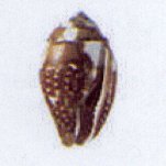 pyrene punctata