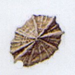 siphonaria laciniosa