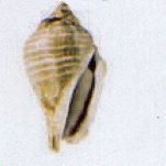 strombus gibberulus