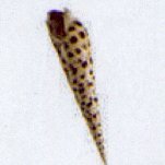 terebra aerolata