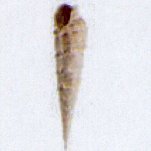 terebra crenulata