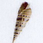 terebra maculata