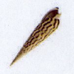 terebra strigata