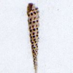 terebra subulata